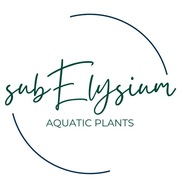 Fissidens fontanus, Mech Phoenix Moss, hodowla podwodna