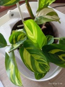 Maranta arundinacea trzcinowata Arrow