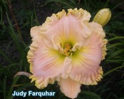 Liliowiec Judy Farquhar 1-pędowa sadzonka