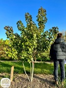 Acer rubrum October Glory, klon czerwony, 200-300cm, wielopniowy