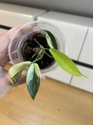 Philodendron Florida Beauty