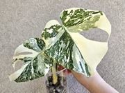 Monstera White Snow cudne wybarwienie  hydroponika 