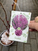 Judaszowiec Avondale