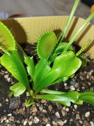 Zestaw do hodowli muchołówki 