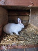 Samica rasy Termondzki biały, rodowód 428P