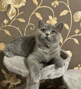 Kotka Brytyjska Gotowa do zmiany domu 