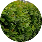 Laurowiśnia wschodnia 'Bonaparte'