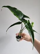 Duże syngonium Lance Leaf  hydroponika