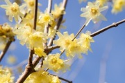 Zimokwiat wczesny "Luteus" (Chimonanthus praecox) 