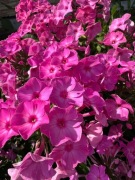 Floksy ogrodowe sadzonki, wiechowate, byliny do ogrodu 5szt mix kolorów