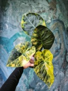 Alocasia Regal Shield Aurea bulwa variegata alokazja