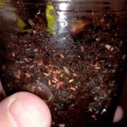 Skoczogonki red, terrarium-ponad 50 sztuk za 25 zł (niewymagające owady)