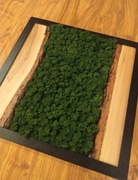 Obraz naturalny Mech chrobotek PREMIUM Drzewo