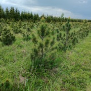 sosna wejmutka 125 cm
