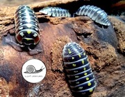 Armadillidium klugii mix kolor 10 isopod prosionki