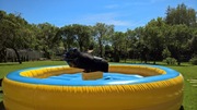 Symulator rodeo 