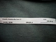 Mandevilla -2 duże sztuki 170 cm w donicy