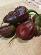 PAPRYCZKA CHILI CHOCOLATE HABANERO NASIONA 5 szt. RARYTAS MEGA PIKANTNA 