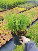 Tawuła japońska 'Japanese Dwarf' C2 hurt