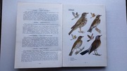 Ptaki Polski Jan Sokołowski ATLAS