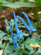 Kokorycz pogięta / Corydalis flexuosa Craighton Blue