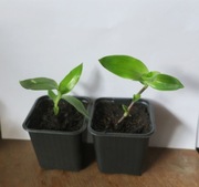 Roślina Złoty wąs Callisia Fragrans + gratisy