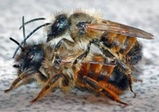 Murarka ROGATA pszczoły kokony 45 sztuk! Osmia Cornuta Piękna pszczoła!