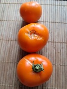 Nasiona pomidor Złoty Ożarowski min. 10szt.