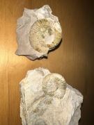 Skamieniałe amonity Perisphinctes z Jury Krakowsko -Częstochowskiej