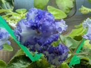 Fiołek afrykański liść LE Zoriane Siavo