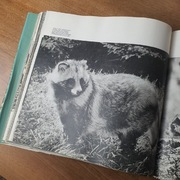 Włodzimierz Puchalski – "Trofea Obiektywu" (1980)