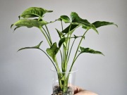 Wielkie Syngonium Eclipse w hydroponice 