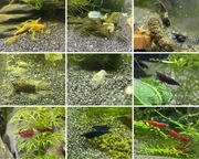 Zestaw 16 Krewetek Neocaridina