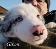Piesek Border Collie blue-merle gotowy do odbioru (ZKwP)