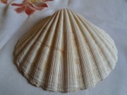 muszla morska z PRL-u