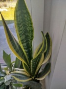 Sansevieria wężownica 