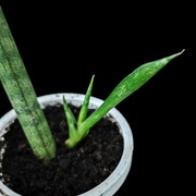 Sansevieria cylindrica z odrostkiem