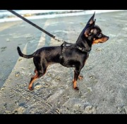 Praski Ratler - najmniejsza rasa psów - ratlerek 