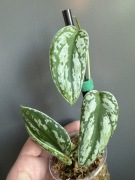 Scindapsus Tricolor ( Silver mutation)