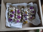 Czosnek wiosenny warkocz z kwiatami