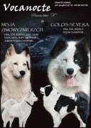 Lajka jakucka szczenieta/ nie samojed husky colie