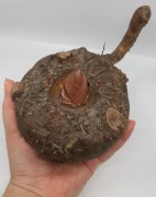 Dziwidło, Amorphophallus rivieri (konjac) Dziwidło Riviera