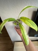 Anthurium Wittarifolium Variegata - hydroponika