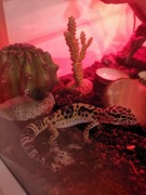 Gekon lamparci z terrarium