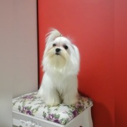 Reproduktor Maltanczyk