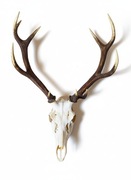 Trofeum myśliwskie – czaszka jelenia z porożem