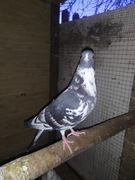 Gołębie Turkoty 2020 młode