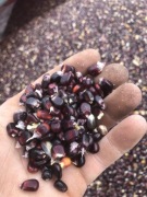 Czarna kukurydza Obscuro flint drobna