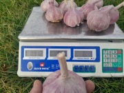 Czosnek czosnek polski 5szt zimowy  harnaś 