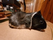 Świnki Morskie, (Kawie) Śliczne, Młodziutkie